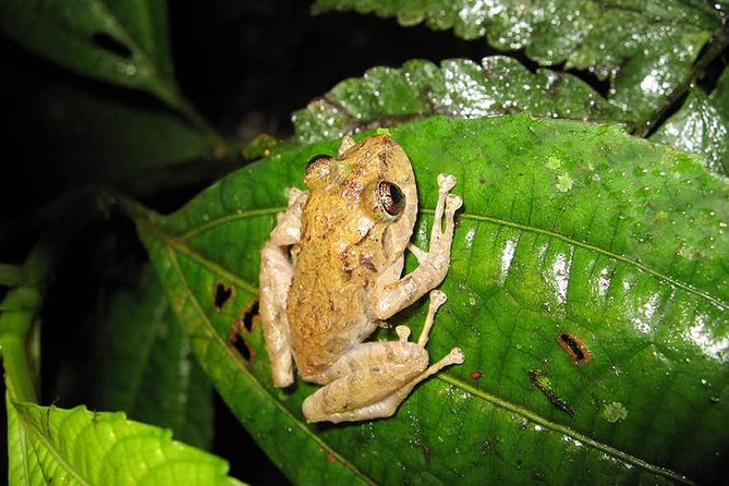 Monteverde Cloud Forest Guided Night Walk - Who will enjoy this night walk most