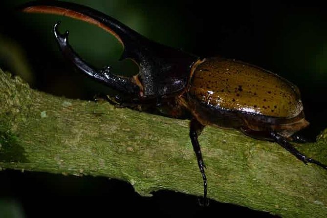 Monteverde Cloud Forest Guided Night Walk - The animals you might see in the dark