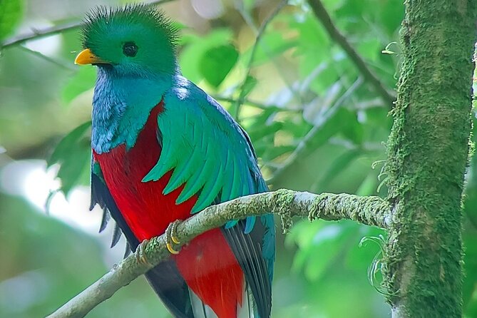 Monteverde Cloud Forest Nature Tour - Key points to know before booking