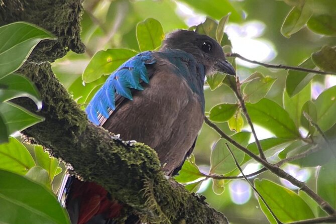 Monteverde Cloud Forest Nature Tour - Why a guide matters in Monteverde’s cloud forest