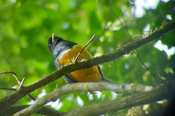 Monteverde Cloud Forest Nature Tour - The quetzal question