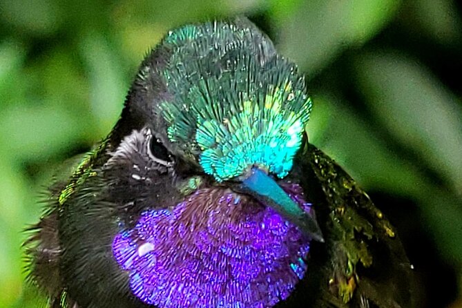 Monteverde Cloud Forest Nature Tour - Timing, crowds, and the early start