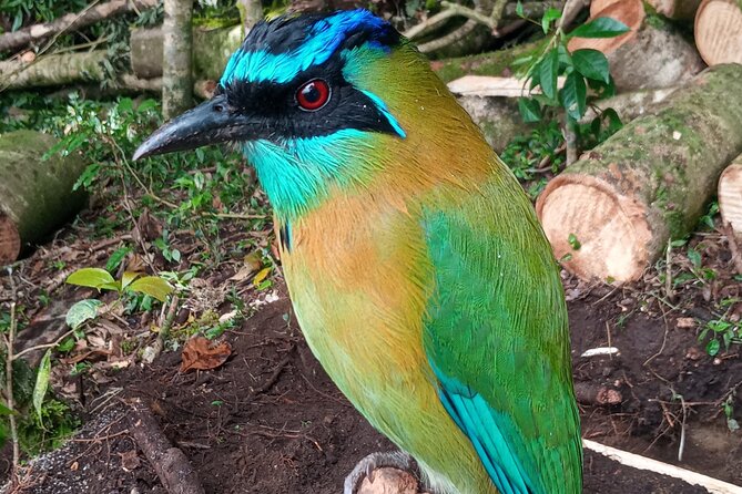 Monteverde Cloud Forest Nature Tour - What the $30 price really means