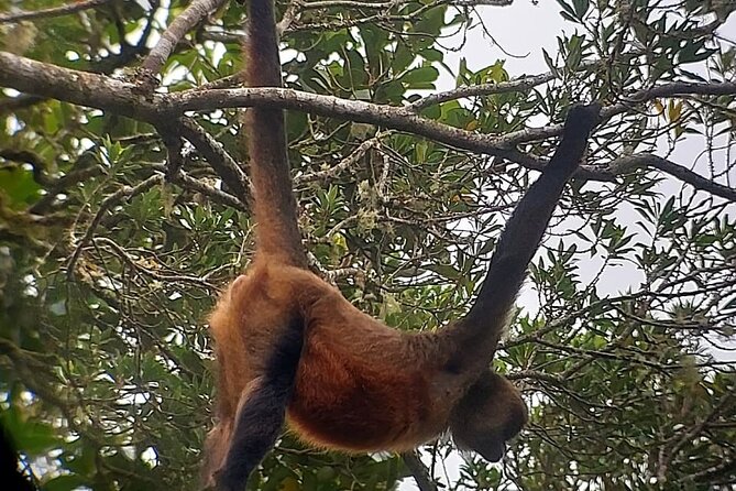 Monteverde Cloud Forest Nature Tour - Rain, mud, and practical comfort