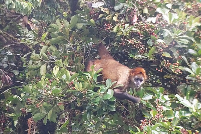 Monteverde Cloud Forest Nature Tour - Stop one: hummingbirds and the Fogden photography gallery