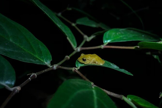 Monteverde Coffee, Chocolate and Night Tour - Making chocolate without pretending you are a chocolatier
