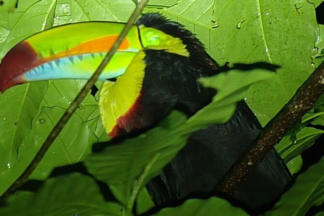 Monteverde Night Tour Unique Experience - What the $35 Price Really Buys You