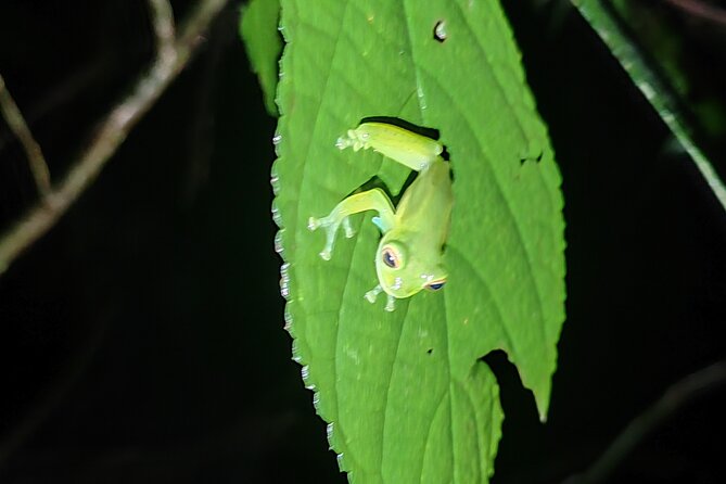 Monteverde Night Tour Unique Experience - Who Will Enjoy This Night Walk Most