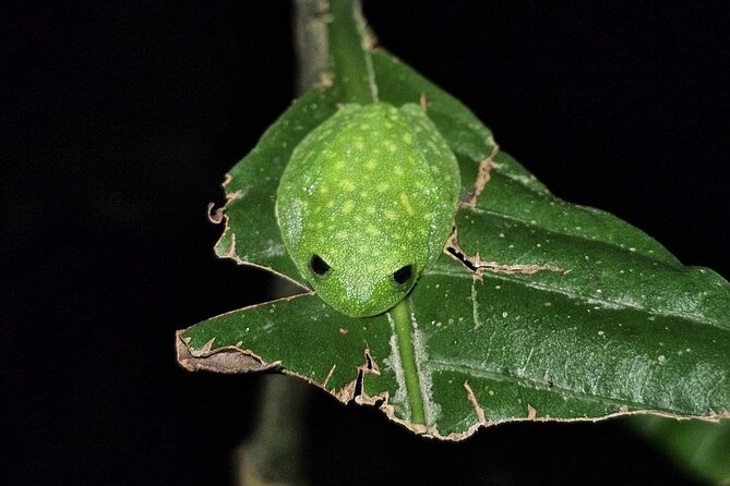 Monteverde Night Tour Unique Experience - Booking Details That Matter