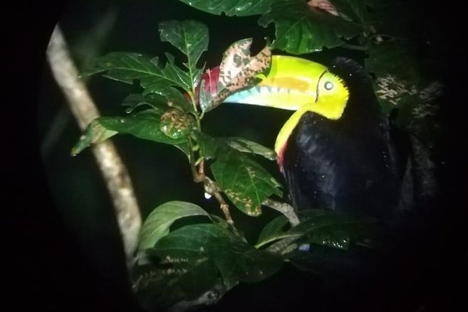 Monteverde Night Tour with a Certified Tour Guide (6 PM or 8 PM) - Key Points to Know Before You Go