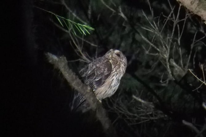 Monteverde Night Tour with a Certified Tour Guide (6 PM or 8 PM) - What You Might See After Sunset