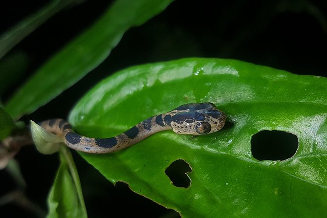 Monteverde Night Tour with a Certified Tour Guide (6 PM or 8 PM) - The Guide Makes the Biggest Difference
