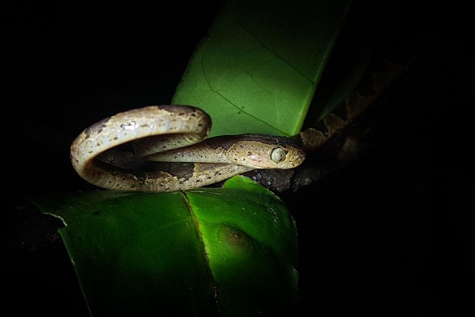 Monteverde Night Tour with a Certified Tour Guide (6 PM or 8 PM) - Group Size, Trail Traffic, and Flashlights