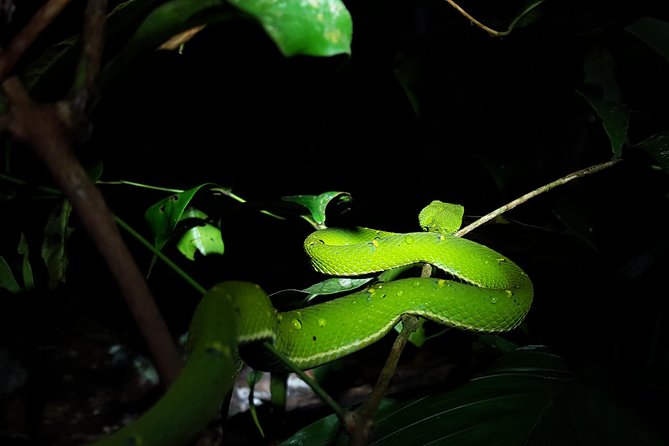 Monteverde Night Tour with a Certified Tour Guide (6 PM or 8 PM) - Who Should Book This Night Walk?