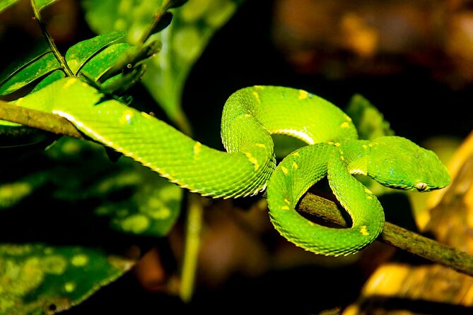 Monteverde Night Walk Tour: the night life of the forest - Key points at a glance
