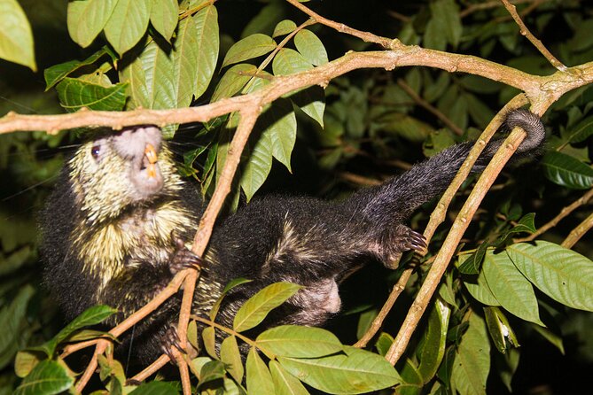 Monteverde Night Walk Tour: the night life of the forest - Why Monteverde is worth seeing after dark