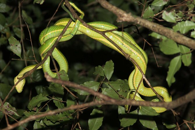 Monteverde Night Walk Tour: the night life of the forest - Wildlife you might spot after sunset