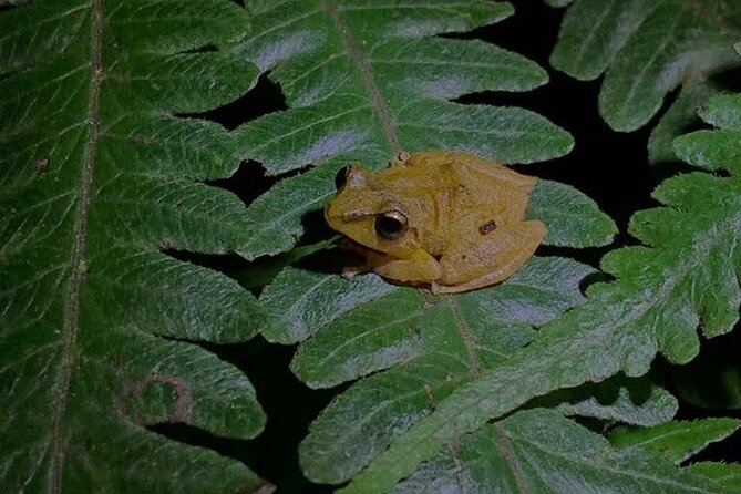 Monteverde Night Walk Tour: the night life of the forest - The guides make the difference