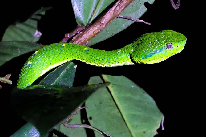 Monteverde Night Walk Tour: the night life of the forest - Weather can change the whole evening