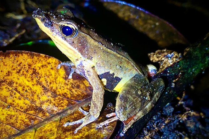 Monteverde Night Walk Tour: the night life of the forest - Why the private format adds value