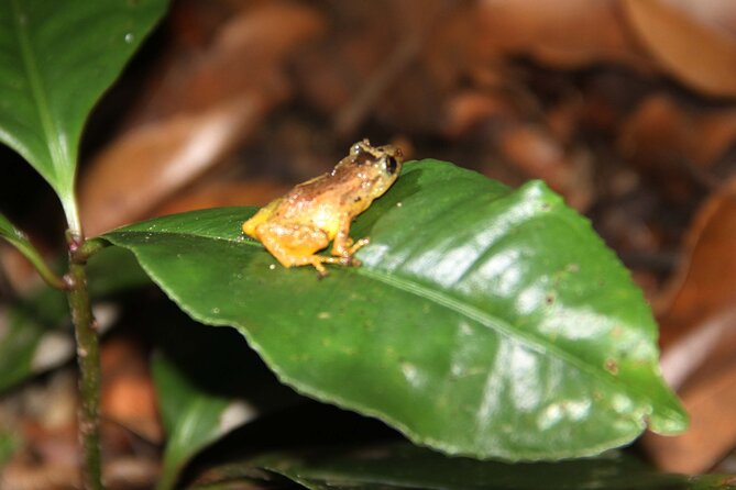 Monteverde Night Walk Tour: the night life of the forest - Who should book this night walk