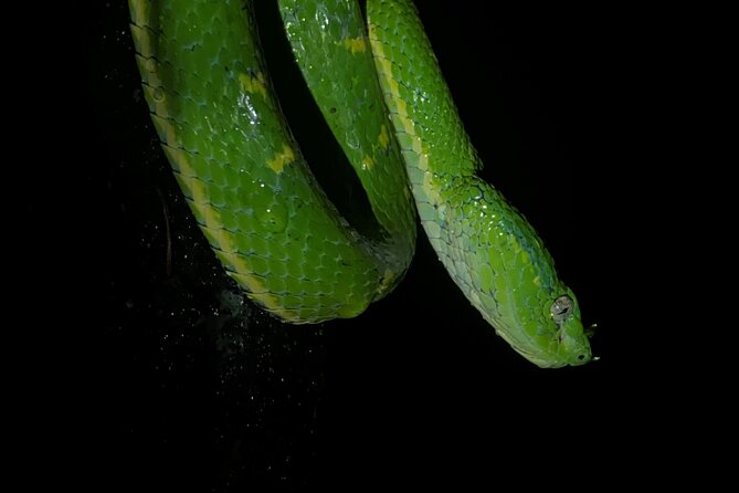 Monteverde Tropical Forest night tour - Key things to know before you go