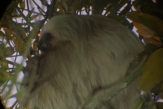Monteverde Tropical Forest night tour - Why Monteverde after dark feels so different