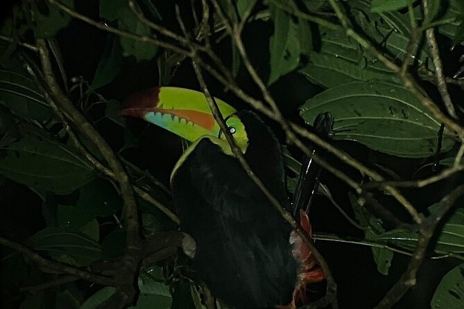 Monteverde Tropical Forest night tour - Who will enjoy this night tour most