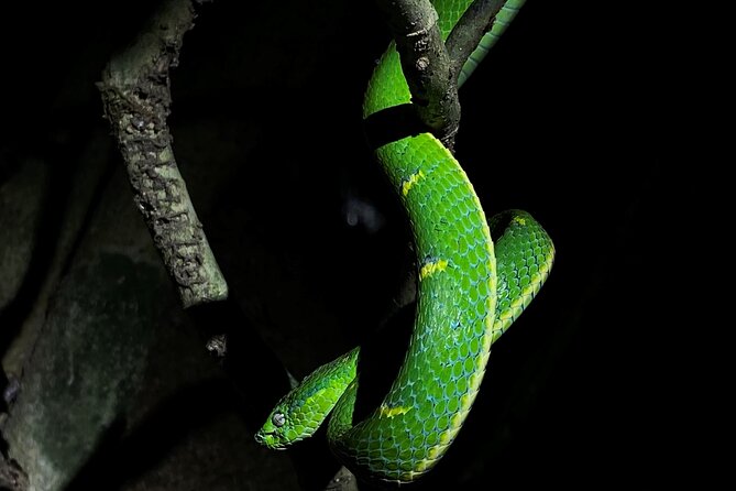 Monteverde Tropical Forest night tour - Meeting Dani or Danny at the wildlife refuge