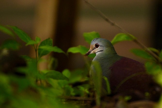 Monteverde Wildlife Walk & Hummingbird Encounter - Group size, timing, and practical comfort