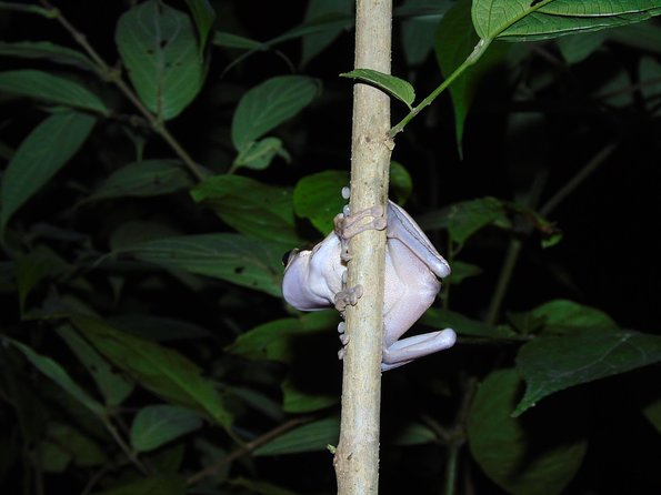 Nativos Corcovado Night Hike in DrakeBay - Why the guide matters so much
