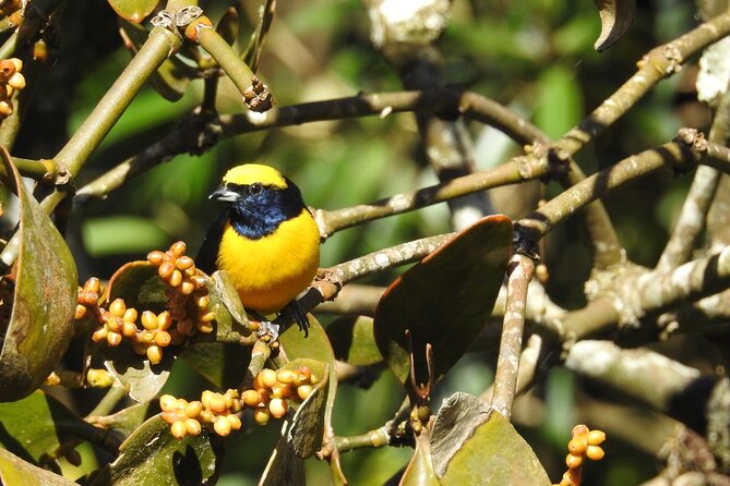Natural History Tour at Curi Cancha Reserve in Monteverde - Why Curi Cancha works so well for wildlife watching