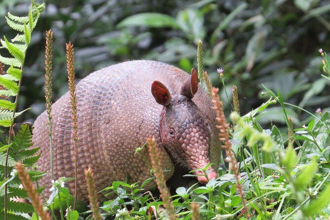 Natural History Tour at Curi Cancha Reserve in Monteverde - Price, timing, and what you actually receive