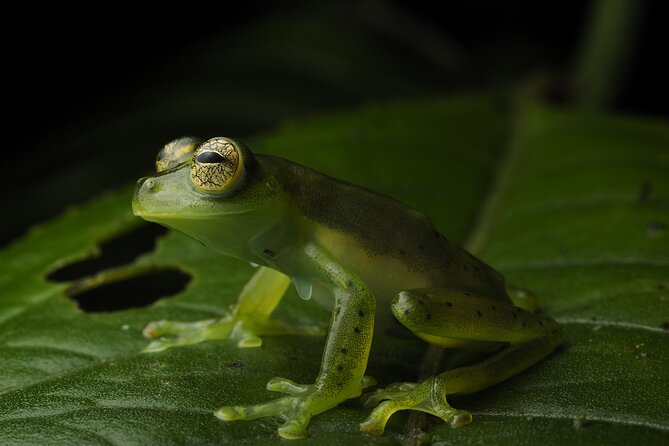 Nature Tour in the Monteverde Cloud Forest - Key points at a glance