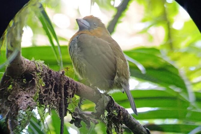 Nature Tour in the Monteverde Cloud Forest - Why this short Monteverde walk works