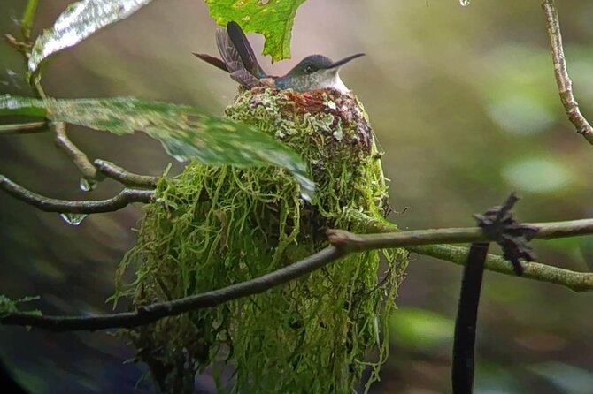 Nature Tour in the Monteverde Cloud Forest - What the guide adds to the experience