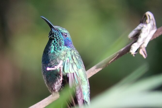 Nature Tour in the Monteverde Cloud Forest - Who will enjoy this best