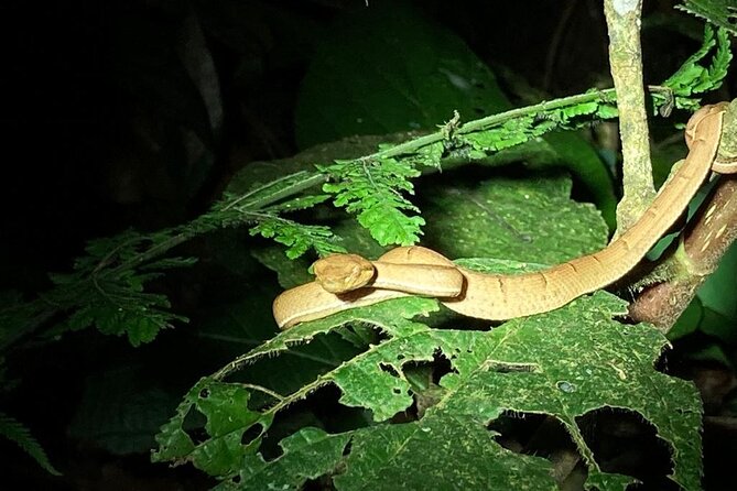 Night Adventures in Monteverde - Key points at a glance