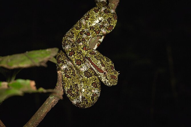 Night Adventures in Monteverde - Why Monteverde is worth seeing after dark