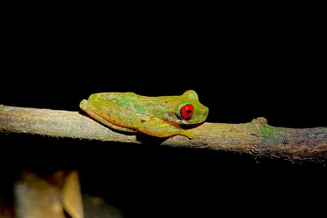 Night Adventures in Monteverde - The guides make the difference