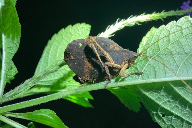 Night Adventures in Monteverde - What the small group means for you