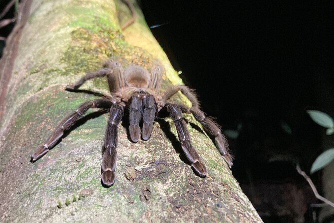 Night Adventures in Monteverde - Coffee, chocolate, and the local touch
