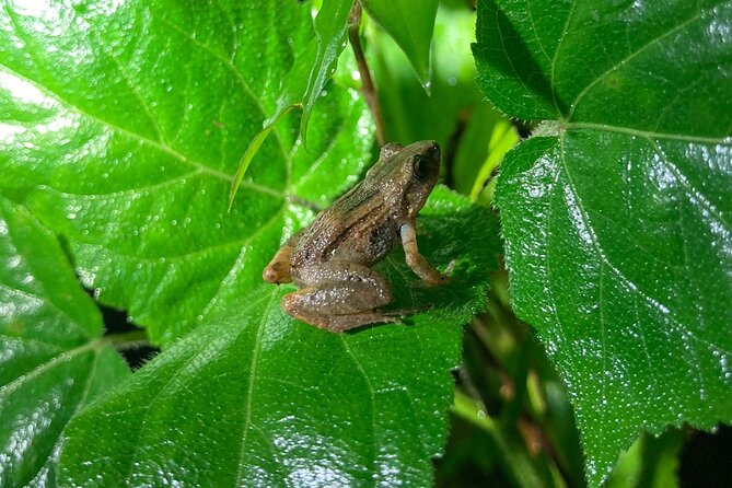 Night Adventures in Monteverde - Is $35 a fair price?