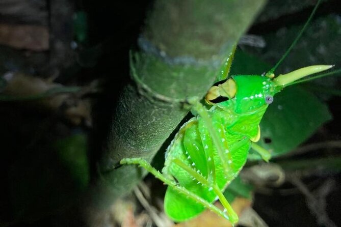 Night Adventures in Monteverde - Timing, weather, and the one weak point