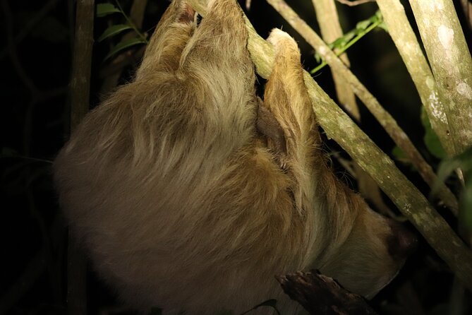 Night Adventures in Monteverde - Following the flashlight into the forest