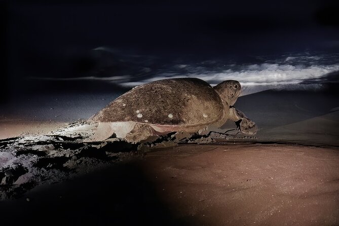 Night Turtle Nesting Tour from Tamarindo - Key points to know before you book