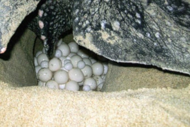 Night Turtle Nesting Tour from Tamarindo - Why this night on Playa Grande feels so different
