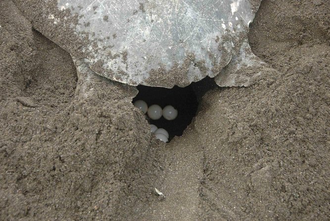 Night Turtle Nesting Tour from Tamarindo - Searching Playa Mina for a nesting turtle