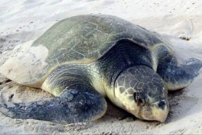 Night Turtle Nesting Tour from Tamarindo