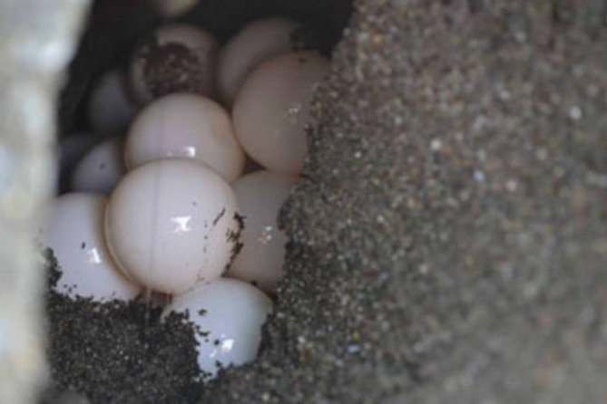 Night Turtle Nesting Tour from Tamarindo - What it is like to watch the turtles
